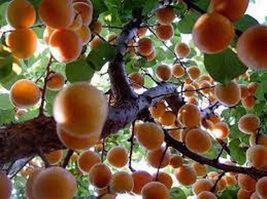 ALBARICOQUE  CORBATO Prunus armeniaca 4/6 C-19