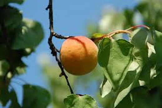 ALBARICOQUE CURROT Prunus armeniaca 6/8 C-25