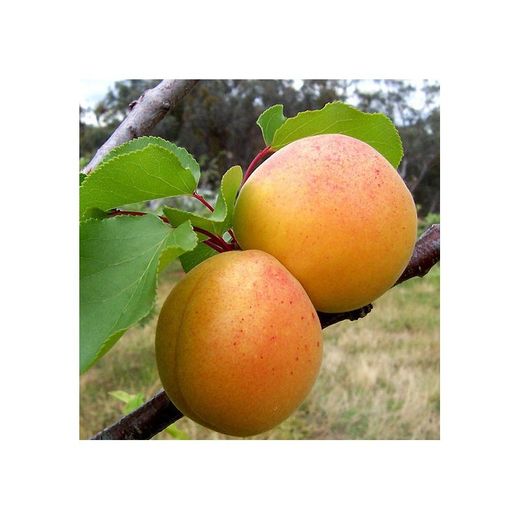 ALBARICOQUE  CURROT Prunus armeniaca 6/8 C-25