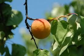 ALBARICOQUE  CURROT Prunus armeniaca 6/8 C-25