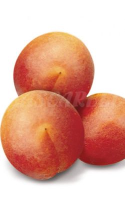 ALBARICOQUE GALTA ROJA Prunus armeniaca 4/6 C-19