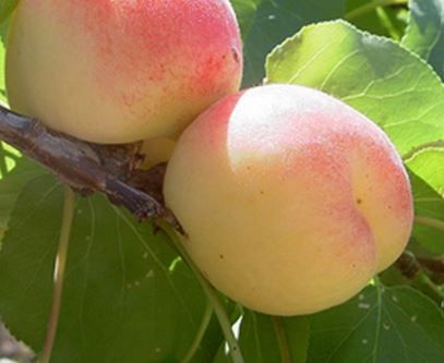 Albaricoque Luizet C-24 ITALIA