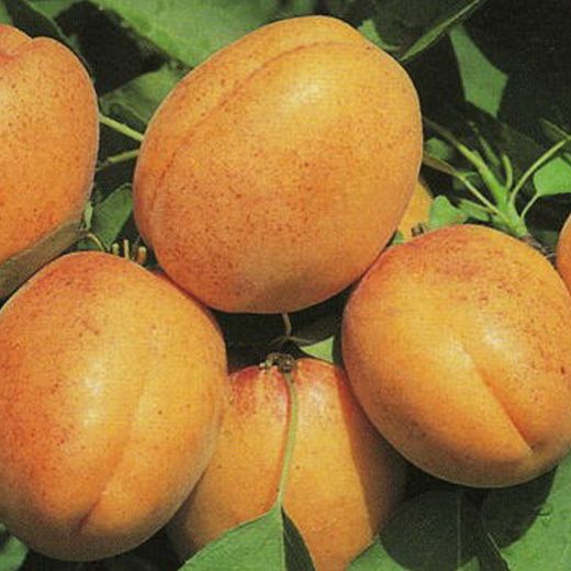 Albaricoque Luizet C-24 ITALIA