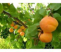ALBARICOQUE MITGER Prunus armeniaca 6/8 C-25
