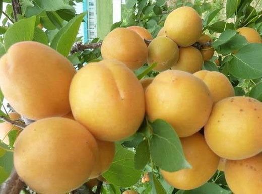 ALBARICOQUE  MONIQUI Prunus armeniaca 4/6 C-19