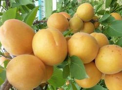 ALBARICOQUE  MONIQUI Prunus armeniaca 4/6 C-19