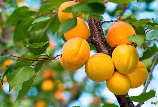ALBARICOQUE MONIQUI Prunus armeniaca 4/6 C-19