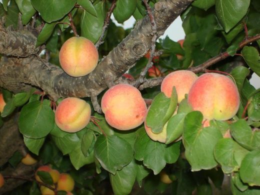 ALBARICOQUE PALABRAS Prunus armeniaca 4/6 C-19