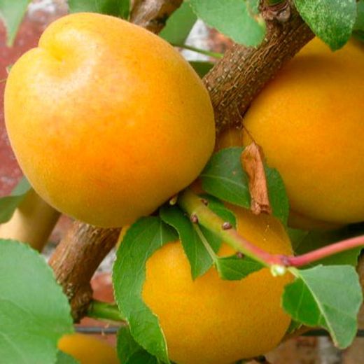 ALBARICOQUE PALABRAS Prunus armeniaca 6/8 C-25