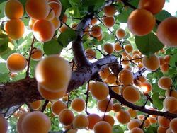 ALBARICOQUE ROJO ROSELLON Prunus armeniaca 4/6 C-19