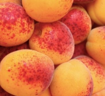 ALBARICOQUE ROJO ROSELLON Prunus armeniaca 4/6 C-19