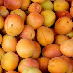 ALBARICOQUE TADEO  Prunus armeniaca 4/6 C-19
