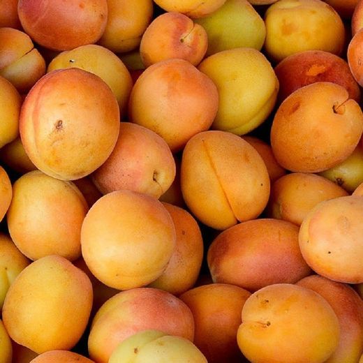 ALBARICOQUE TADEO  Prunus armeniaca 4/6 C-19
