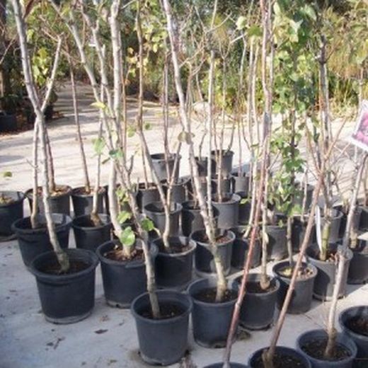 ALBARICOQUE TADEO Prunus armeniaca 6/8 C-25