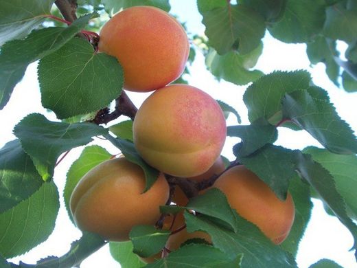 ALBARICOQUE TADEO Prunus armeniaca 6/8 C-25