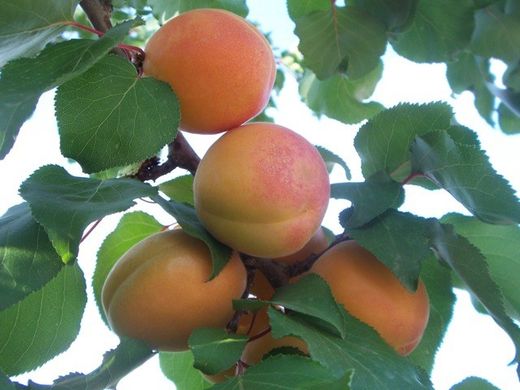 ALBARICOQUE TADEO  Prunus armeniaca 6/8 C-25
