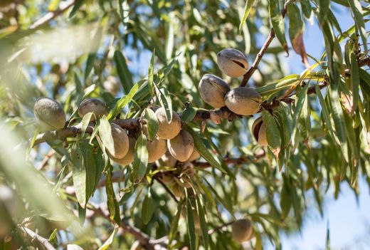 Almendra Duro CT.30  ITALIA