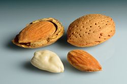 Almendra Duro CT.42  ITALIA