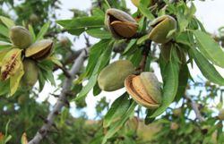 Almendra Licitacion CT.30  ITALIA