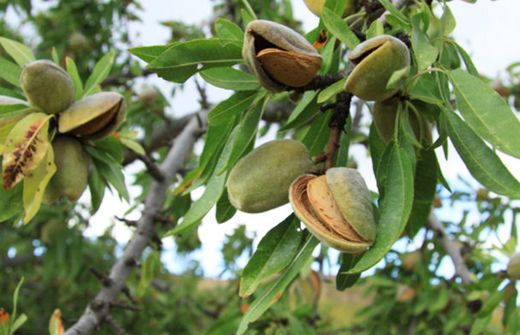 Almendra Licitacion CT.30  ITALIA