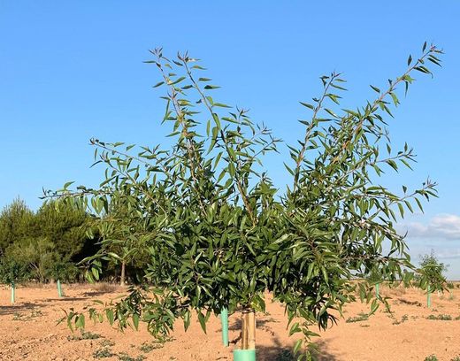 ALMENDRO DESMAYO - LLARGUETA Prunus dulcis 6/8 C-25
