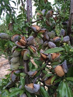 ALMENDRO DESMAYO - LLARGUETA Prunus dulcis 6/8 C-25