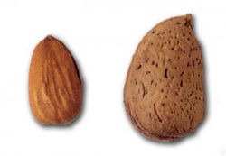 ALMENDRO FERRAGNES Prunus dulcis 4/6 C-19