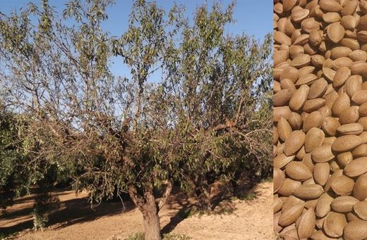 ALMENDRO FERRAGNES Prunus dulcis 6/8 C-25