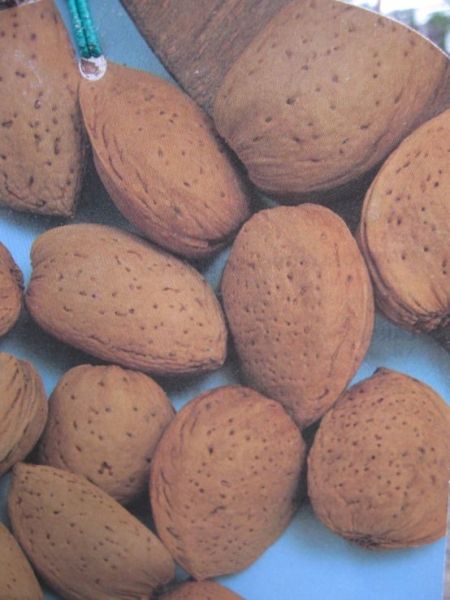 Almendro Genco C-24 ITALIA