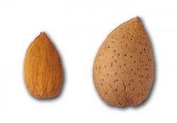 ALMENDRO GUARA Prunus dulcis 4/6 C-19