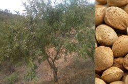 ALMENDRO MARCONA Prunus dulcis 6/8 C-25