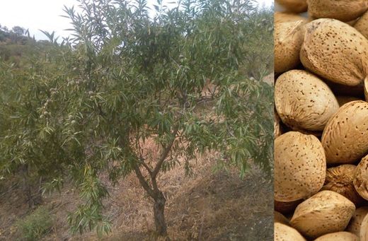 ALMENDRO MARCONA Prunus dulcis 6/8 C-25