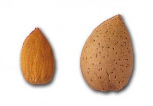 ALMENDRO MOLLAR Prunus dulcis 6/8 C-25