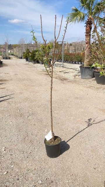 ALMENDRO  Prunus persica FERREDUEL  6/8 C-24  ITALIA