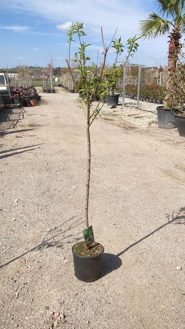 ALMENDRO  Prunus persica SUPER NOVA 6/8 C-24  ITALIA