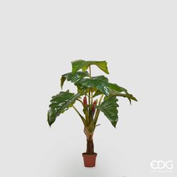 Alocasia Chic C/Vaso H160 (9FG) 15
