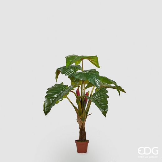 Alocasia Chic C/Vaso H160 (9FG) 15