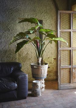 Alocasia Chic C/Vaso H160 (9FG) 15