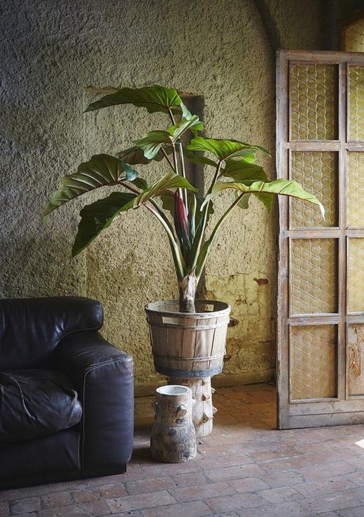 Alocasia Chic C/Vaso H160 (9FG) 15