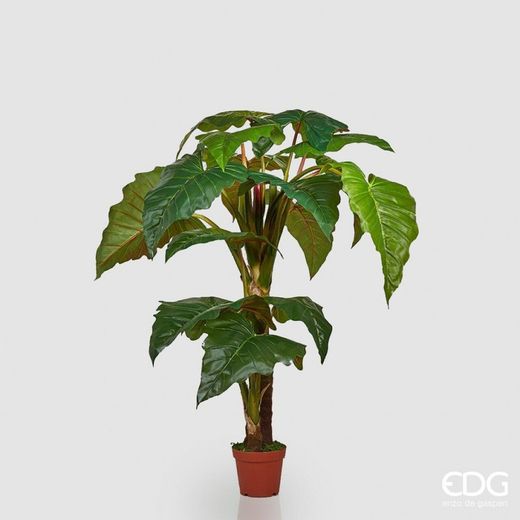 Alocasia Chic C/Vaso H200 (16FG) B5