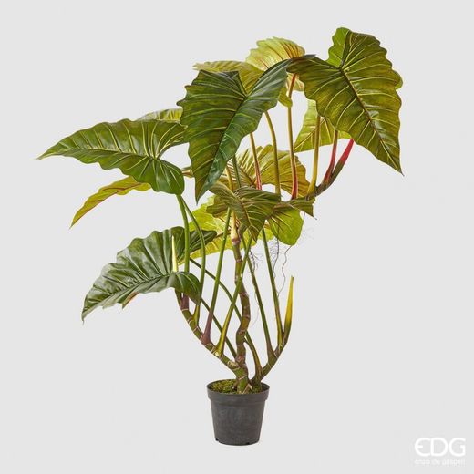 Alocasia Planta C/Vaso H177 (14FG) C0