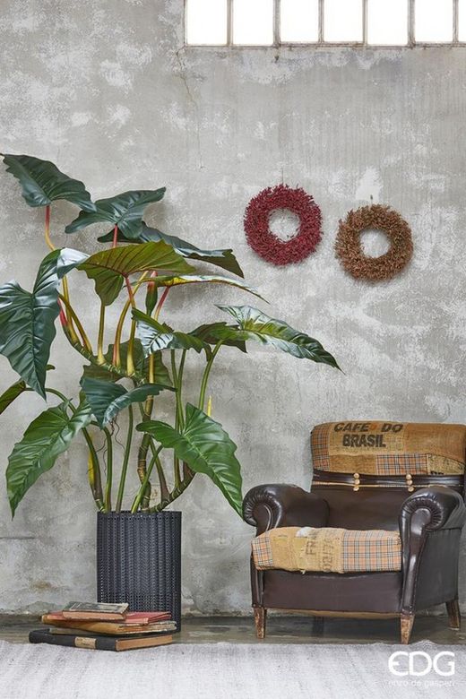 Alocasia Planta C/Vaso H177 (14FG) C0