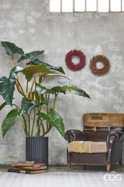 Alocasia Planta C/Vaso H177 (14FG) C0