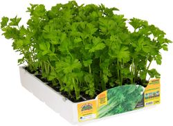 Apio Penca Perfumado Murcia 6 Plantas en Pack