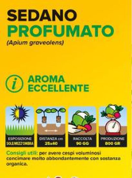 Apio Penca Perfumado Murcia 6 Plantas en Pack