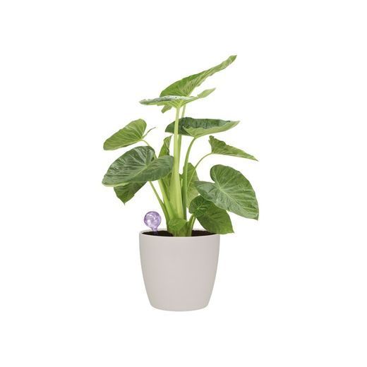 Aqua care eegplant