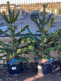 Araucaria Araucana  C-30 Lt / 110/125 Altura