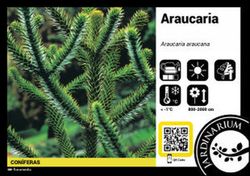 Araucaria Araucana  C-30 Lt / 110/125 Altura