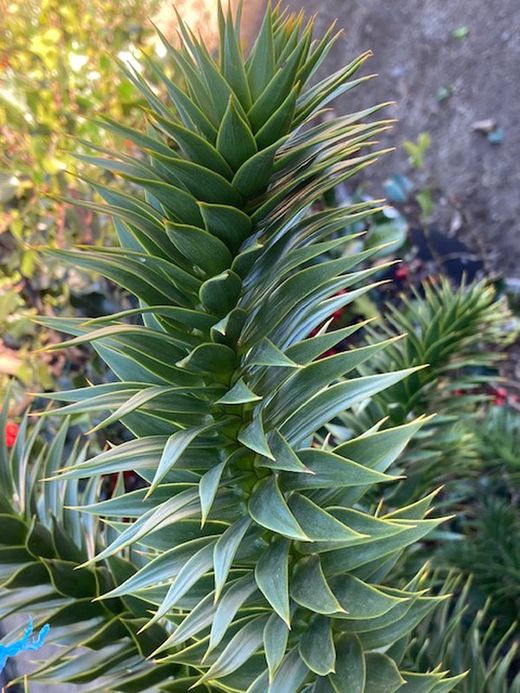 Araucaria Araucana  C-30 Lt / 110/125 Altura