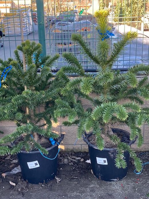 Araucaria araucana  c-30lt  90 / 100 altura